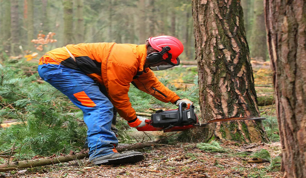 SC Workers’ Comp Benefits for Tree Trimmers & Arborists